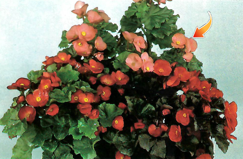 B. ‘Anita’